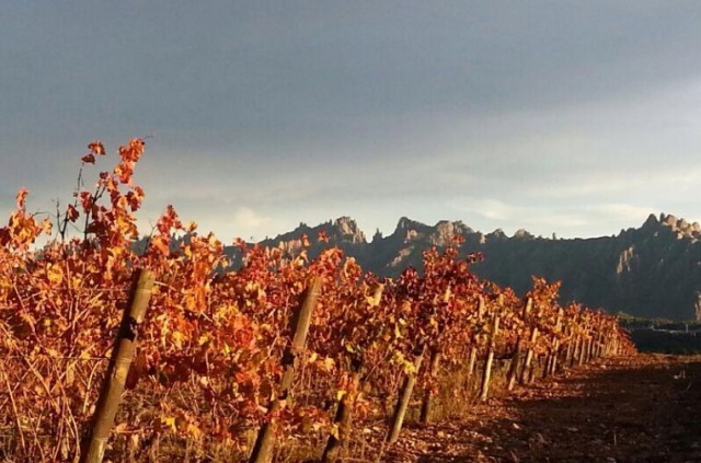vista de unos vinedos entre las montanas.jpg
